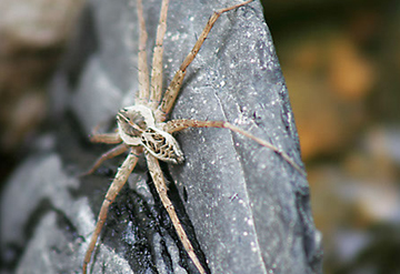 Creek Spider