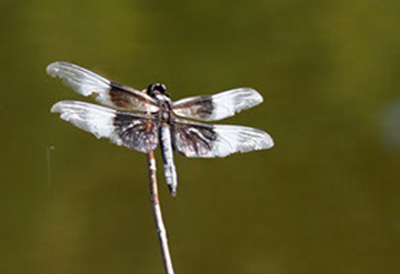 Dragon Fly At Rest