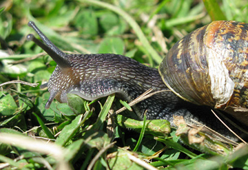 Scottish Snail