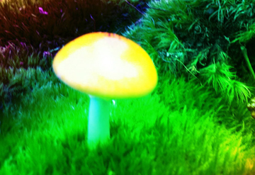 Just Another Magic Mushroom