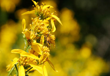 Wildflowers