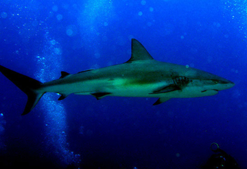 Reef Sharks