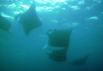 Manta Squadron